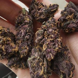 Purple Kush