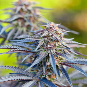 Purple Ghost Candy Feminized Seeds