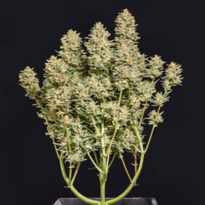 Banana Jealousy Feminized Seeds