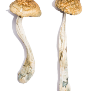 Mckennaii Mushroom Strain