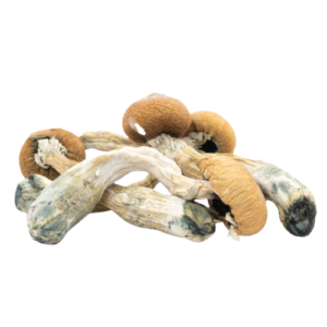 ALBINO – Magic Mushroom