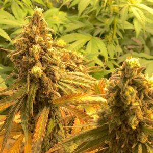Fatso GMO F1 Auto Feminized Seeds