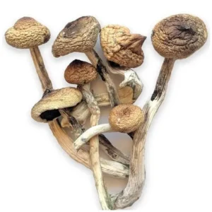Golden Teacher Mushrooms