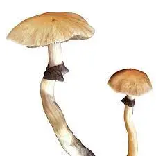 Laughing Gym/Gymnopilus Junonius