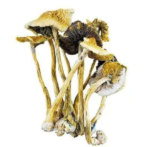 Liberty Caps
